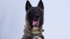 ترامپ عکس سگ شرکت کننده در عملیات کشتن ابوبکر البغدادی را منتشر کرد