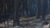 Kosovo: Fires destroy forests in Shtupeq, Peja 