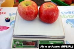 Два яблока сорта апорт тянут больше чем на один килограмм. Алматы, 16 сентября 2012 года.