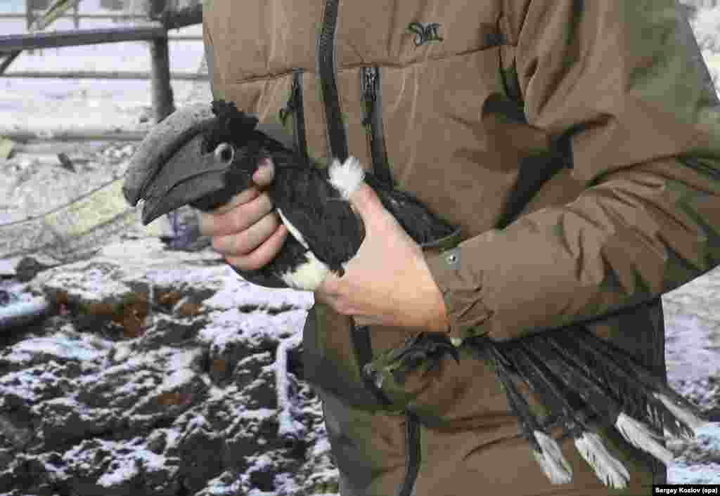 Працівник екопарку несе з місця вибуху калао-трубача – вид птахів, що походить із тропіків Південної Америки. Фото від 1 січня 2026 року.З кінця 2022 року тварин поступово повертали на територію парку, який знову відкрили у червні 2023 року після місяців реставрації, що тривала після російської окупації