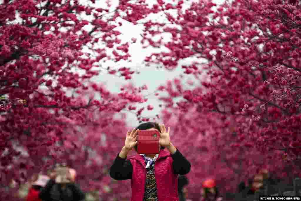 A visitor takes a photo under cherry blossoms in Taichung, Taiwan. (epa-EFE/Ritchie B. Tongo)