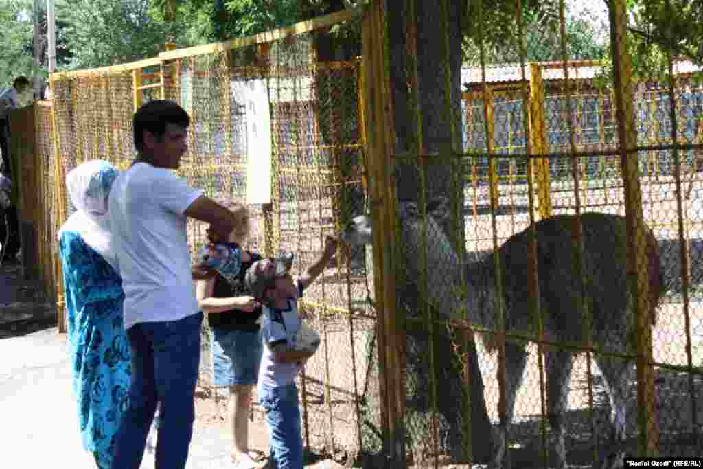 Кӯдакон ба лама, ҷонваре дар боғи ҳайвонот хӯрок медиҳанд.