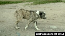 Turkmenistan. weekly photos 24th (hepte) week. in pendi desert a street dog , stray dog