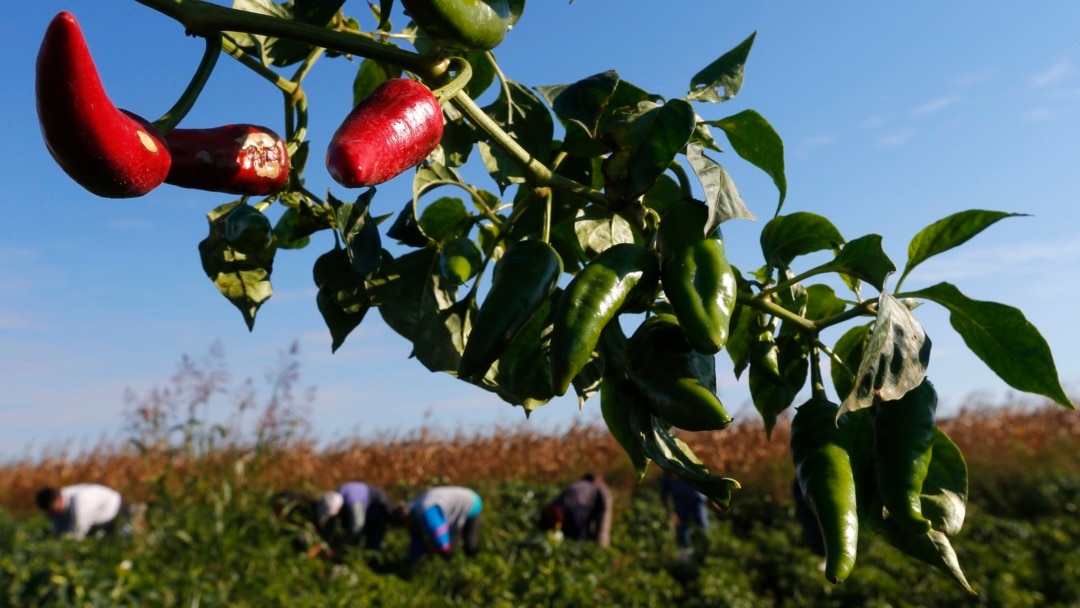 Туапседегі құмарлық секс