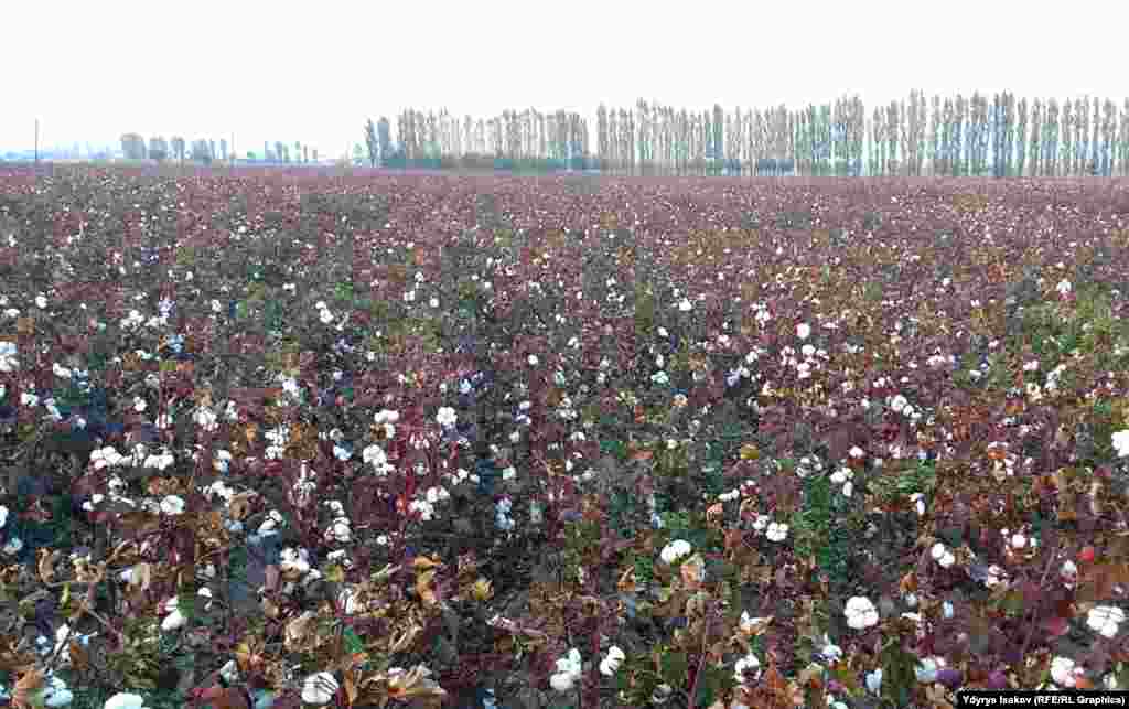 Пахта талаалары жылдан&nbsp;жылга кыскарууда. Буга пахта баасынын арзандыгы себеп болууда. 