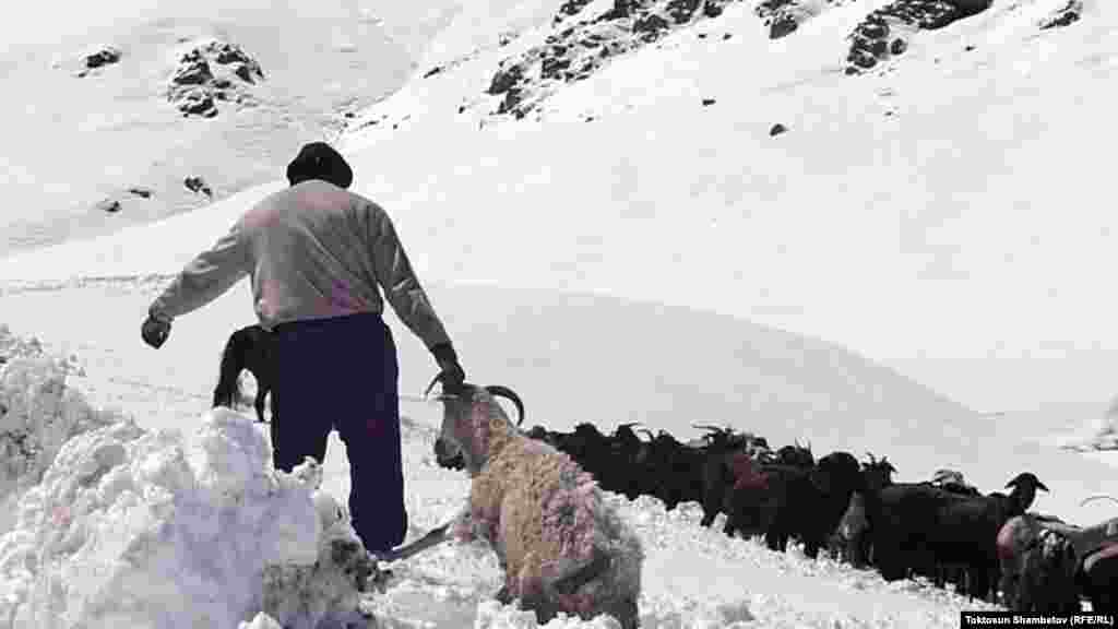 A shepherd struggles to pull a sheep out of a snowbank.