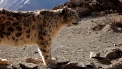 8 лет тюрьмы и штраф $24 тысячи за охоту на снежного барса