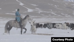 Могнун-Тайга и сарлыки