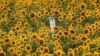 Egy rakéta maradványai egy napraforgó-ültetvényen az ukrajnai Harkivi területen 2022. szeptember 23-án