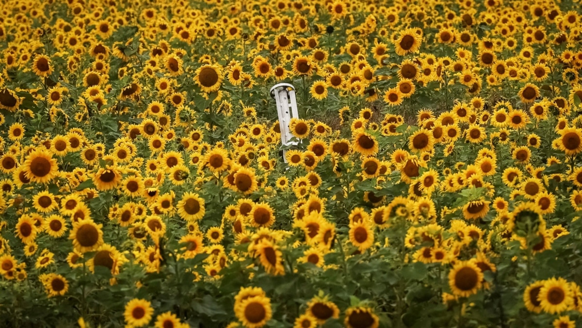 Уряд визначив критерії зон ризикованого землеробства для надання підтримки фермерам