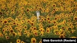 Залишки ракетного снаряду на українському полі соняшників