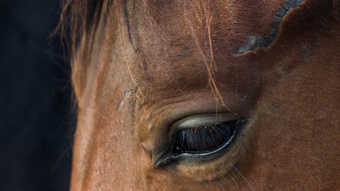 Біздің кино және эстрада жұлдыздарымен порно