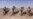 Iraq Says Towns Outside Falluja Retaken
