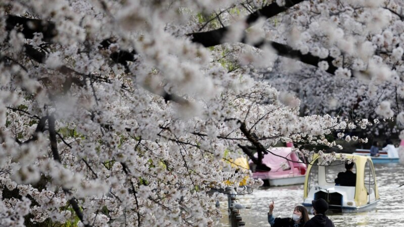 Впервые за 1200 лет: в Японии рекордно рано зацвела сакура 