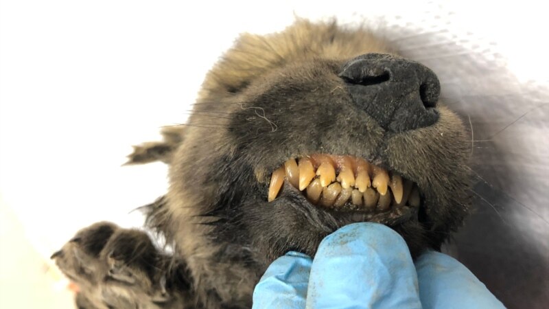 Psi vukovi, krzneni nosorozi i druge zvijeri: pokloni koje Sibir iznova donosi