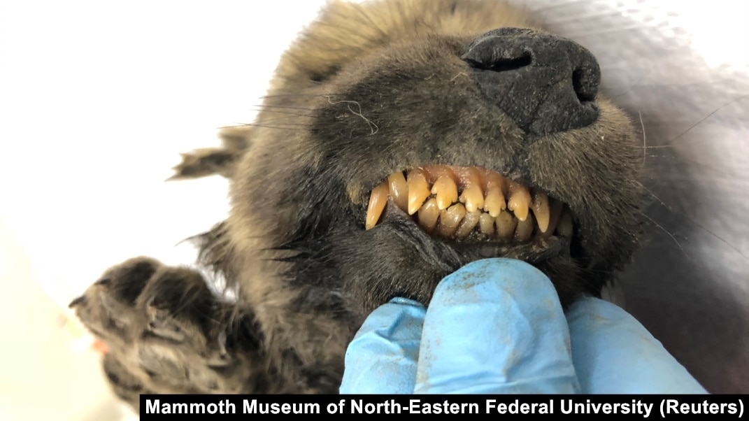 Look What's Bubbling Up From Russia's Melting Permafrost