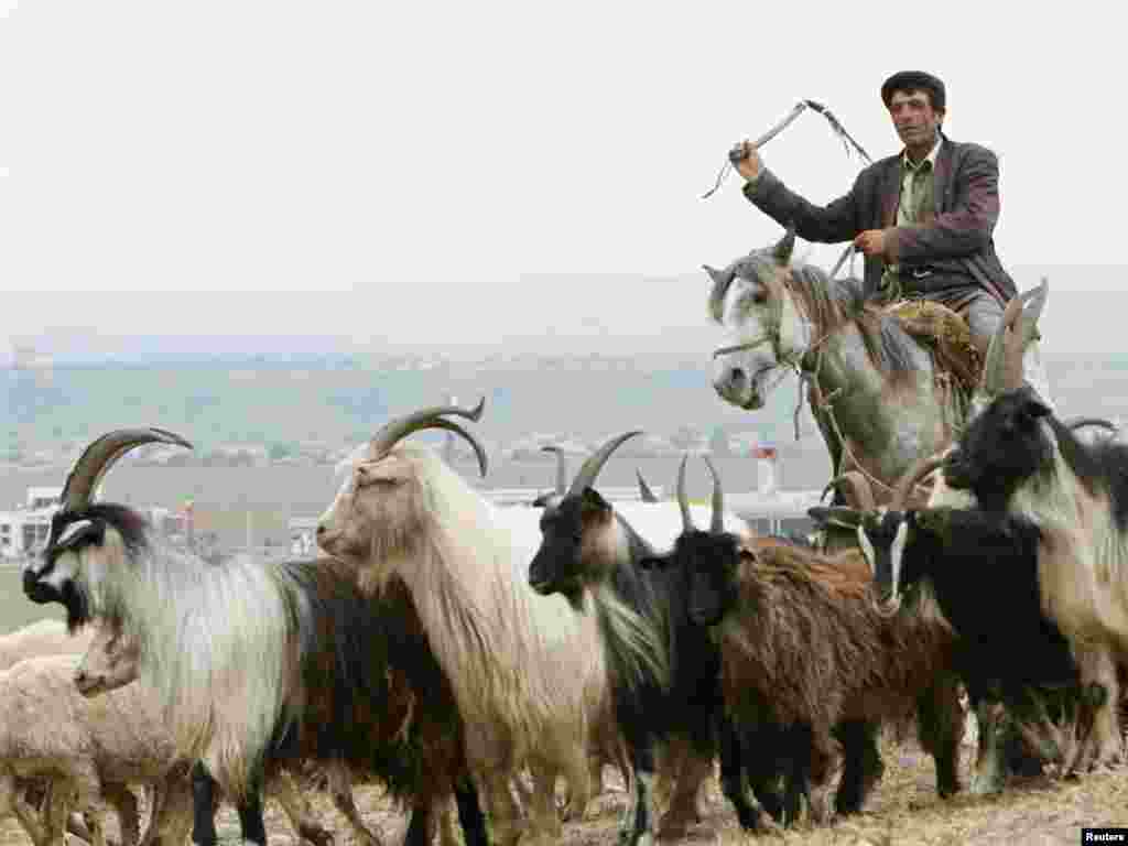 A shepherd drives a herd of goats and sheep outside of the Georgian capital, Tbilisi on June 2.Photo by David Mdzinarishvili for Reuters