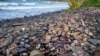 Погибшие животные на берегу Камчатки