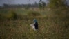 FILE: An Afghan girl laborer works in a cotton field on the outskirts of the northern city of Mazar-e Sharif.