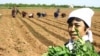 Russia -- Tajik migrant workers work in the fields of Volgograd region, 20May2005