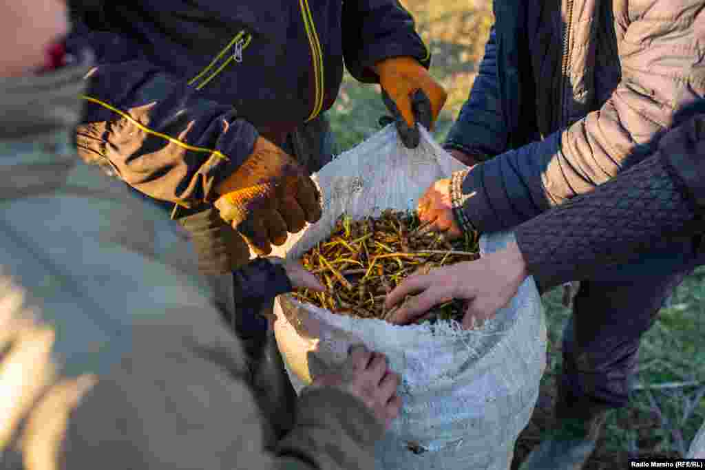 After a day&#39;s work, the sack is full of wild garlic.