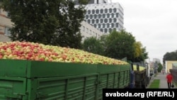 Чарга машын на гомельскі вінзавод, каб здаць яблыкі на перапрацоўку яблыкі