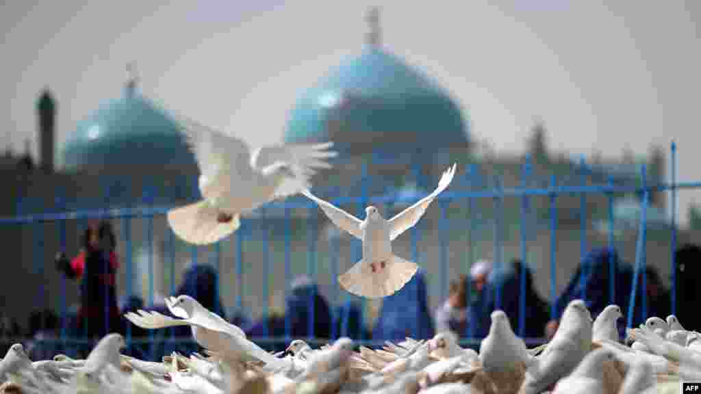A pigeon in mid-flight close to the Hazrat-e Ali shrine in Mazar-e Sharif, Afghanistan, on March 23. (AFP/Johannes Eisele)