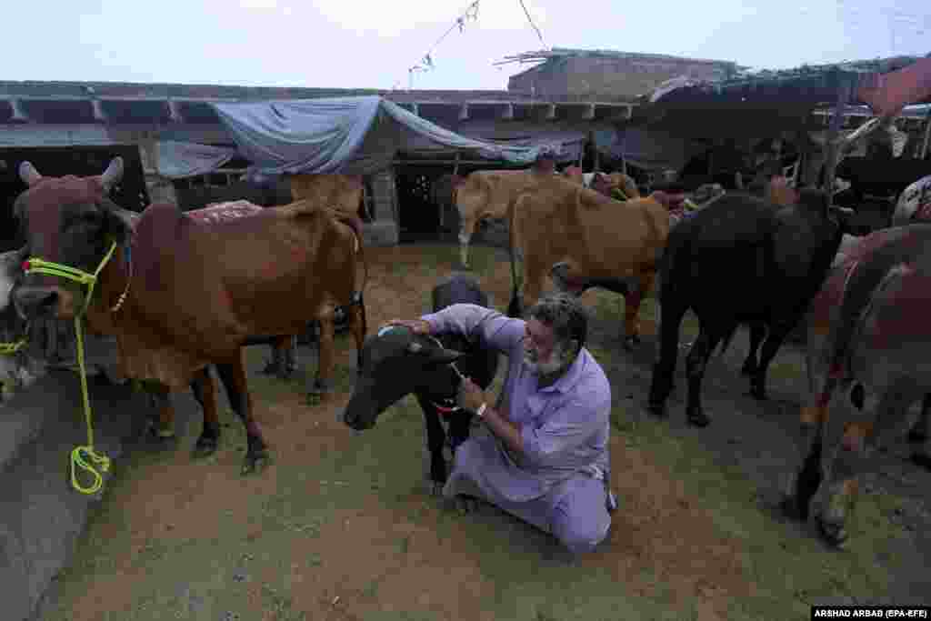 A man at a cattle market in Peshawar is among millions of Muslims around the world who are preparing to celebrate Eid al-Adha by slaughtering goats, sheep, and cattle in commemoration of the prophet Ibrahim&#39;s (Abraham&#39;s) readiness to sacrifice his son to show obedience to God.