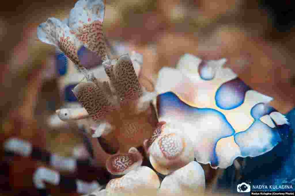 "...and, of course, the Philippines for everything their waters have to offer." (pictured: mantis shrimp)