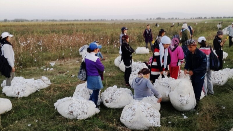 Cotton Campaign АҚШ ҳукуматининг ўзбек пахтасини легаллаштириш қарорига норозилик билдирди