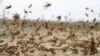 Swarms of desert locusts (Schistocerca gregaria) are posing serious threat to Iran's agriculture. FILE PHOTO
