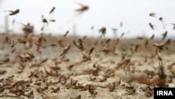 Swarms of desert locusts (Schistocerca gregaria) are posing serious threat to Iran's agriculture. FILE PHOTO