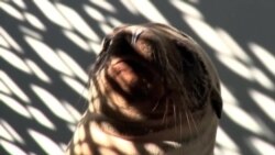 Морской лев стал «зайцем» в калифорнийском ресторане