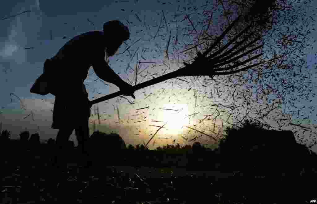 An Afghan farmer works in a field in Herat. (AFP/Aref Karimi)