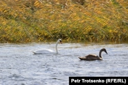 Лебеди на озере Малый Талдыколь. Нур-Султан, 12 сентября 2021 года