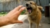 Кучиња скитници до смрт изгризале жена во Жупа