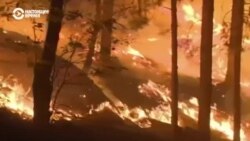 «Пожарные приехали слишком поздно». Лесные пожары по всему миру (видео)