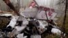 Россия: в Иркутской области разбился самолет, погибли 4 человека (видео)