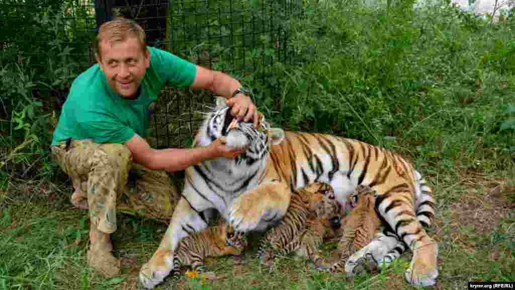 Власник парку левів &laquo;Тайган&raquo; Олег Зубков з амурською тигрицею Василиною і новонародженими тигренятами, 8 липня 2017 року