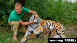 Олег Зубков с амурской тигрицой Василисой и новорожденными тигрятами, июль 2017 года