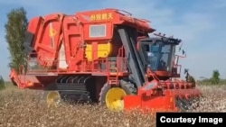 Хлопкоуборочный комбайн китайской компании «Джингу» работает в поле Бекабадского района Ташкентской области