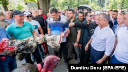 9 iunie 2019. Liderul democrat Vladimir Plahotniuc și premierul Pavel Filip, privind la curcanii care vor fi aruncați peste gardul Președinției, în semn de dispreț față de Igor Dodon. Pe 8 iunie, în Parlament a fost formată o nouă majoritate între PSRM și blocul ACUM.