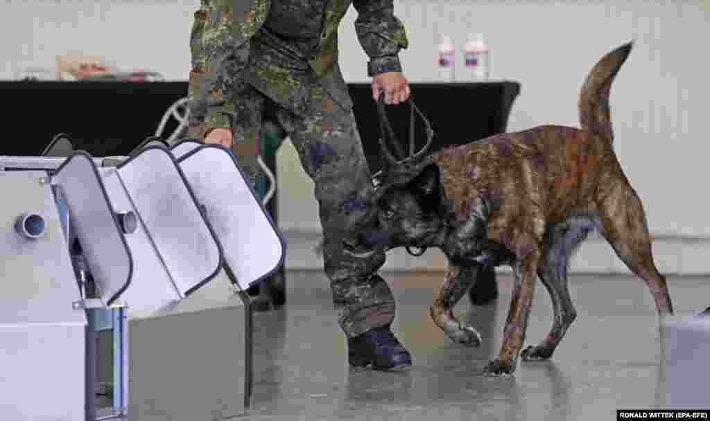 A Coronavirus sniffer dog during a training session at the School for Service Dogs of the Bundeswehr in Ulmen near Koblenz, Germany, July 24, 2020. In the German Bundeswehr Graefin-von-Maltzan barracks in Ulmen, service dogs are being trained as sniffer dogs for the coronavirus Covid-19.