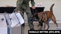 Собака винюхує коронавірус під час тренувань у Школі службових собак Бундесверу в Ульмені поблизу Кобленца, Німеччина, 24 липня 2020 року.