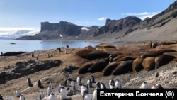 Тюлені та пінгвіни в Антарктиці, січень 2020 року