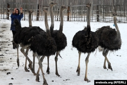 Даника Коллинз порно видео