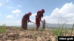 Женщины на полевых работах. 2013 год