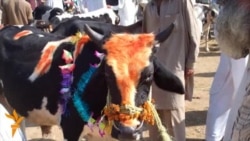 Bargain-Hunting For Goats And Cows In Peshawar