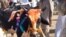 Bargain-Hunting For Goats And Cows In Peshawar