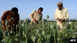 Owganystan: Neşekeşleriň sany artýar